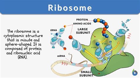 8what part of the cell makes protein? The ribosomes in the cell indeed play a crucial role in protein synthesis, but there’s much more to explore within the intricate cellular machinery.