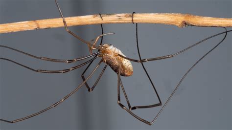 Can Daddy Long Legs Swim and Other Unusual Tales